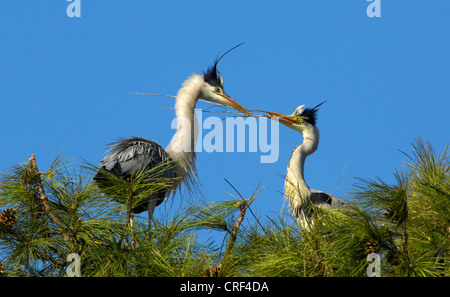 Héron cendré (Ardea cinerea), deux personnes avec matériel de nidification sur le pin Banque D'Images