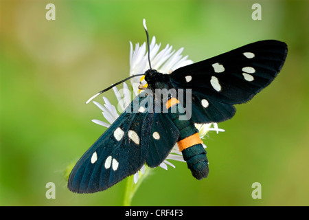 Yellow-belted Burnett (Syntomis phegea), sur fleur, Allemagne Banque D'Images