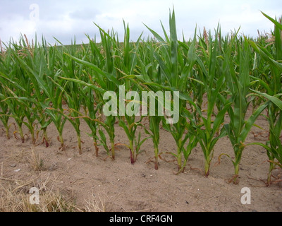 Le maïs, le maïs (Zea mays), champ de maïs, en Allemagne, en Mecklembourg-Poméranie-Occidentale Banque D'Images