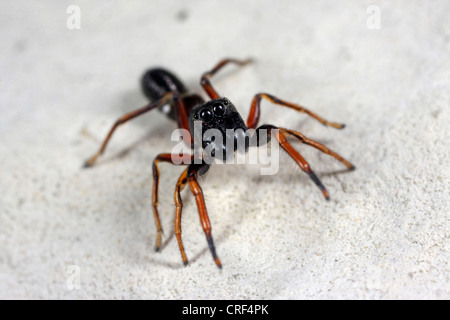 Spider (Leptorchestes berolinensis ant), assis sur une pierre, homme Banque D'Images