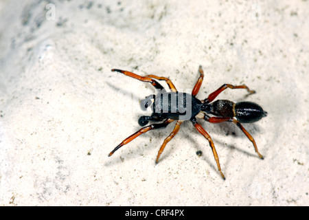 Spider (Leptorchestes berolinensis ant), assis sur une pierre, homme Banque D'Images