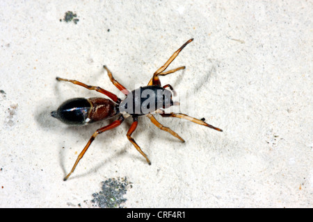 Spider (Leptorchestes berolinensis ant), assis sur une pierre, femme Banque D'Images