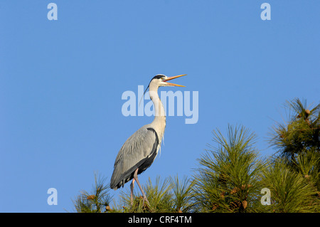 Héron cendré (Ardea cinerea), appelant la pine Banque D'Images