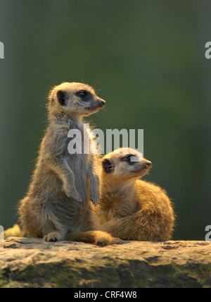 À queue fine, suricate (Suricata suricatta) suricates, pups Banque D'Images