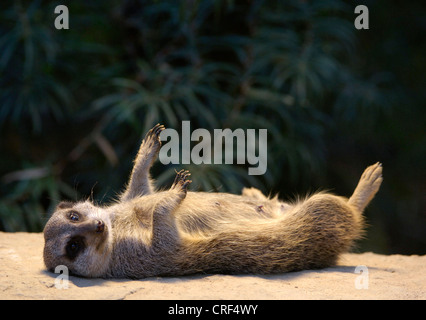 À queue fine, suricate (Suricata suricatta) suricates, des bains de soleil tout en se trouvant sur son' retour Banque D'Images