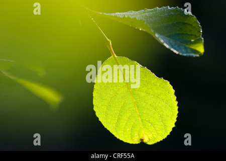 Pin noir d'Europe, l'aulne (Alnus glutinosa), leaf en contre-jour, l'Allemagne, Bade-Wurtemberg, elle Roberner Voir Banque D'Images