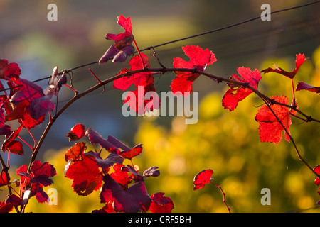 Vigne raisin, vigne (Vitis vinifera), feuilles rouges en automne dans soleil du soir, l'Allemagne, Bade-Wurtemberg Banque D'Images