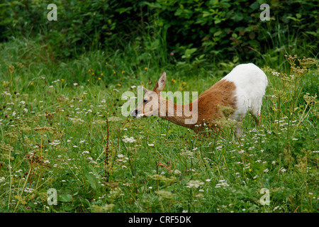 Le chevreuil (Capreolus capreolus), Doe, couleur blanche, défauts de pigmentation, l'Autriche, le Tyrol Banque D'Images