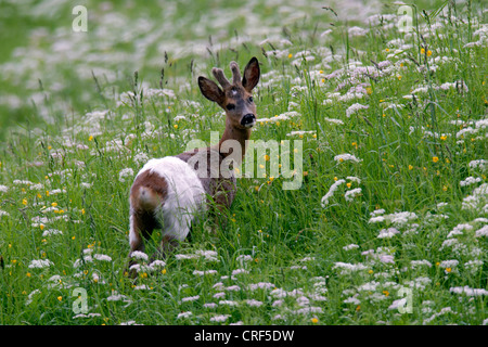 Le chevreuil (Capreolus capreolus), un an roebuck de couleur blanche, d'un défaut de pigmentation dans la prairie en fleurs, l'Autriche, le Tyrol Banque D'Images