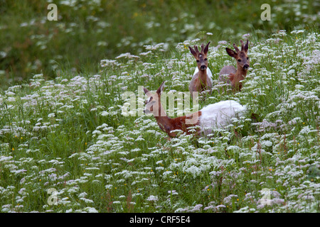 Le chevreuil (Capreolus capreolus), Doe avec de jeunes roes , couleur blanche, défauts de pigmentation, l'Autriche, le Tyrol Banque D'Images