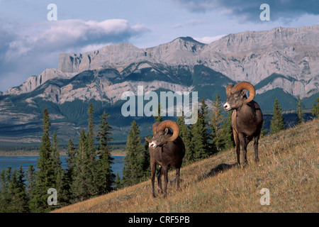 Mouflons, le mouflon d'Amérique, le mouflon (Ovis canadensis), deux béliers en face du lac Talbot et de montagnes, le Canada, l'Alberta, Jasper National Park Banque D'Images