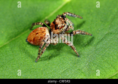 Zodariidae (Evarcha falcata), femme assise sur une feuille Banque D'Images