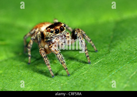 Zodariidae (Evarcha falcata), femme assise sur une feuille Banque D'Images