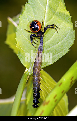 Araignée crabe (Synema globosum), femme avec les proies Banque D'Images