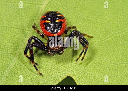 Araignée crabe (Synema globosum), femme assise sur une feuille Banque D'Images