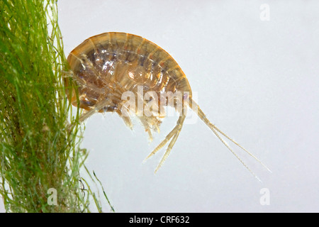 La crevette d'eau douce (Rivulogammarus pulex, Gammarus pulex), latérale Banque D'Images