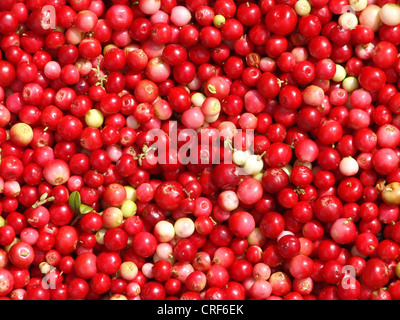 Airelle rouge, foxberry, airelle rouge, de l'airelle (Vaccinium vitis-idaea), de nombreux fruits, Allemagne Banque D'Images