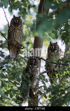 Long-eared Owl (Asio otus), des hiboux perché sur la branche, et les jeunes adultes, Autriche Banque D'Images