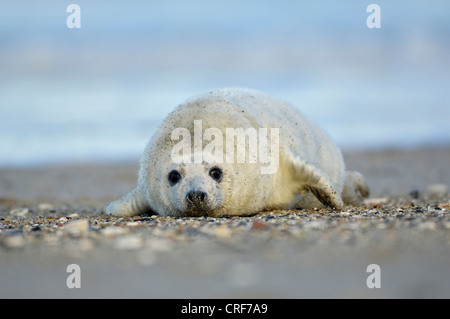 Phoque gris (Halichoerus grypus), les jeunes sur la plage, l'Allemagne, Schleswig-Holstein, Helgoland Banque D'Images