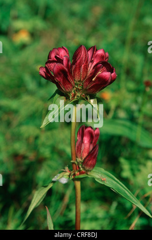 Gentiane pannonienne Hongroise, gentiane, gentiane (Gentiana pannonica marron), des plantes en fleurs, Alpes Banque D'Images