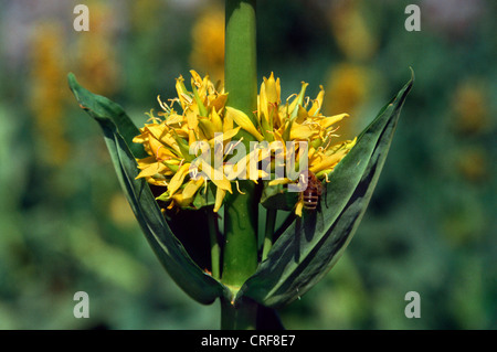 Gentiane jaune (Gentiana lutea), seule plante en fleurs avec pollinisateur Banque D'Images