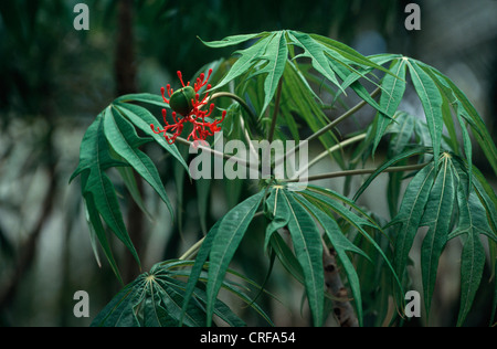 Usine de corail (Jatropha multifida), de l'habitude, la Tanzanie, Sansibar Banque D'Images