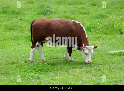 Le pâturage Hereford