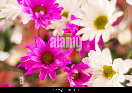 Chaud rose et blanc fleurs daisy photographié par un jour de vent. Banque D'Images