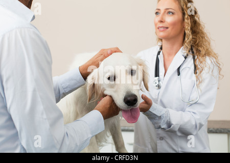 Les vétérinaires l'examen de chien in office Banque D'Images