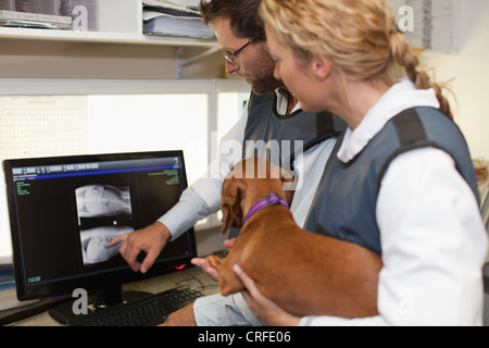 Les vétérinaires examining x-rays in office Banque D'Images