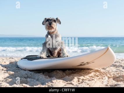 Chien en haut d'une planche de surf. Banque D'Images