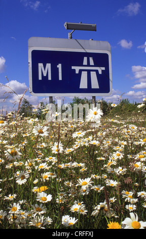 Fleurs sauvages par roadsign affirmant début de l'autoroute M1 près de Leeds Yorkshire UK Banque D'Images