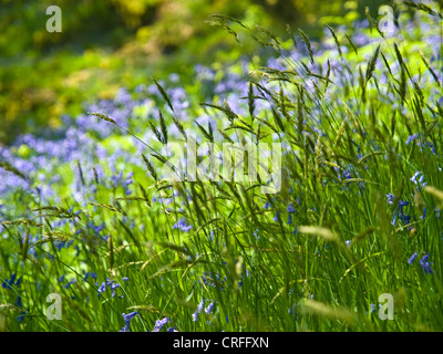 Bluebell wood dans le Peak District près de Wincle Banque D'Images