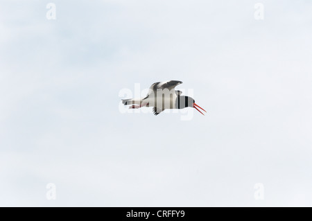 Eurasian Oystercatcher (Haematopus ostralegus) en vol. Banque D'Images