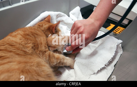 Le gingembre Cat avec un chaton de la semaine de contrôle vétérinaire du chaton avec Heartbeat Stethoscope Banque D'Images