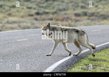 Femelle gris Loup (Canis lupus) 776F de la Lamar Canyon pack traverse la route dans le Parc National de Yellowstone, Wyoming, USA Banque D'Images