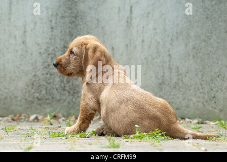 Huit semaines chiot Basset Fauve de Bretagne Banque D'Images