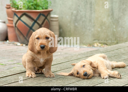 Huit semaines chiot Basset Fauve de Bretagne Banque D'Images