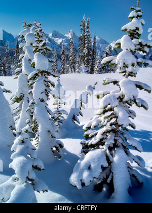 Arbres couverts de neige et de montagnes. Tatoosh Mt. Rainier National Park, Washington Banque D'Images