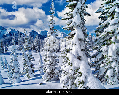 Arbres couverts de neige et de montagnes. Tatoosh Mt. Rainier National Park, Washington Banque D'Images