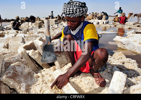 Ouvrier à Salt Lake Salt cueillette, l'Éthiopie, Désert de Danakil Banque D'Images