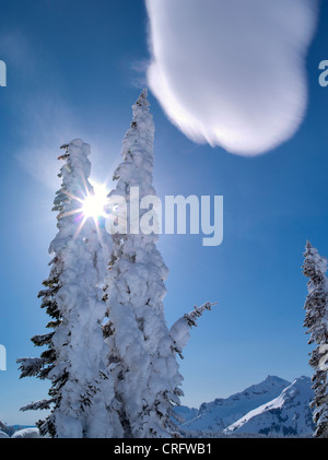 Arbres couverts de neige avec la solarisation et cloud. Mt. Rainier National Park, Washington Banque D'Images