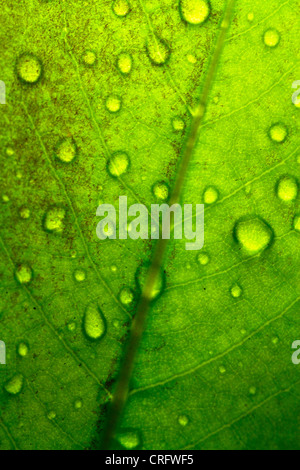 Scène de fleurs et de feuilles dans le champ diffusé par les gouttes de pluie Banque D'Images