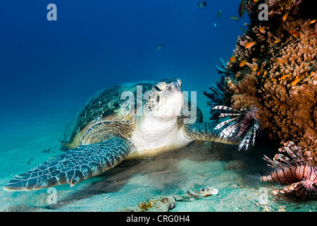Une tortue de mer verte loin swats poisson-papillon comme il se dépose sur le fond marin de sable à côté d'un monticule de corail Banque D'Images