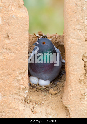 Le pigeon biset (Columba livia) au nid dans la vieille forteresse, le Maroc. Banque D'Images