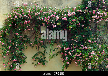 Roses sur le mur de Boboli Florence Italie Banque D'Images