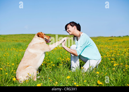 Chien, offrant un rapport de cinq à son entraîneur Banque D'Images