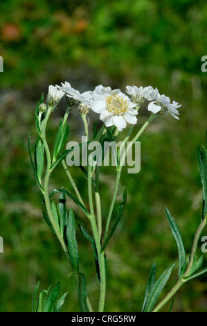 SNEEZEWORT Achillea achillée ptarmique (Asteraceae) Banque D'Images