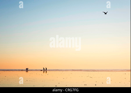 Les chiffres se profilant à pied leur chien sur le sable humide à côté de l'océan au coucher du soleil. Banque D'Images