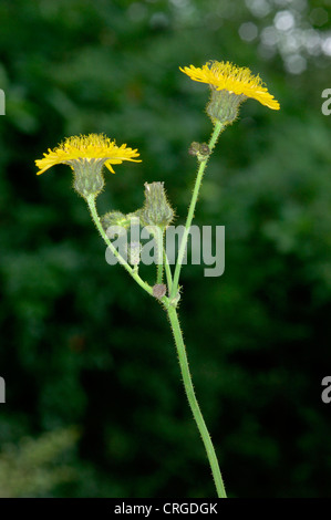 Le laiteron des champs Sonchus arvensis (Asteraceae) Banque D'Images